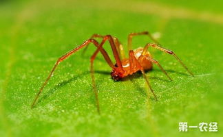 红蜘蛛1剧情解析
