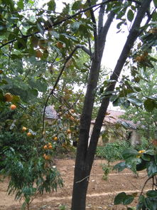 桃花仙人种桃树