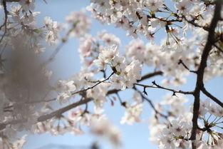 盛夏的樱花树 番外